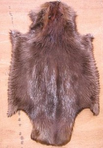 Beaver skin &Acirc;&copy; Kuerschner | Wikimedia Commons