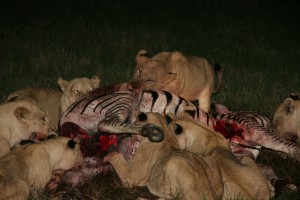 Lions feast on a zebra kill &Acirc;&copy; Jeffrey Sohn | Wikimedia Commons